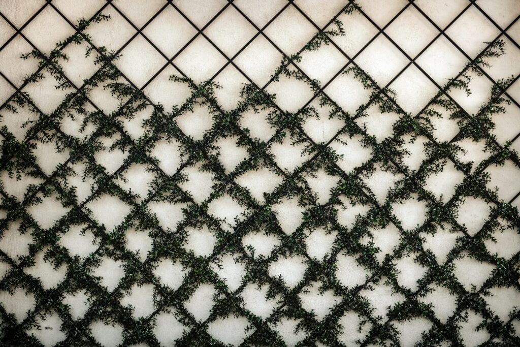 trellis with vines climbing up