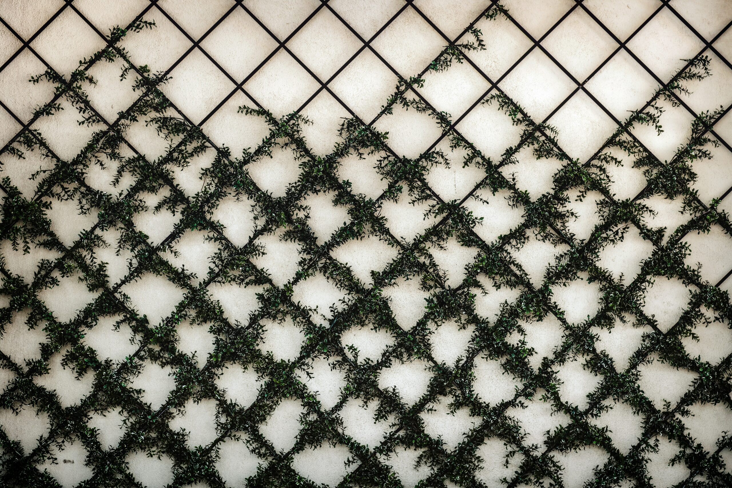 trellis with vines climbing up